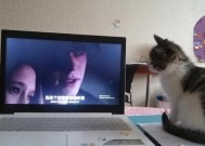 猫猫儿如何把别的服务器炸掉的？操作步骤是什么？