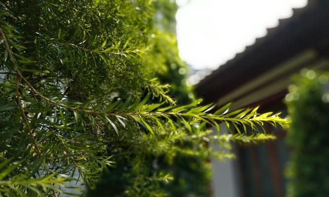 前摄无孔手机怎么拍照效果好？如何提高拍照质量？  第3张