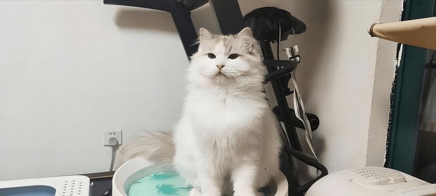 猫猫儿如何把别的服务器炸掉的？操作步骤是什么？  第2张